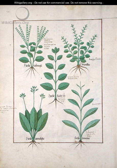 Illustration from The Book of Simple Medicines by Mattheaus Platearius d.c.1161 c.1470 50 - Robinet Testard