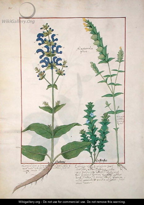 Illustration from the Book of Simple Medicines by Mattheaus Platearius d.c.1161 c.1470 47 - Robinet Testard
