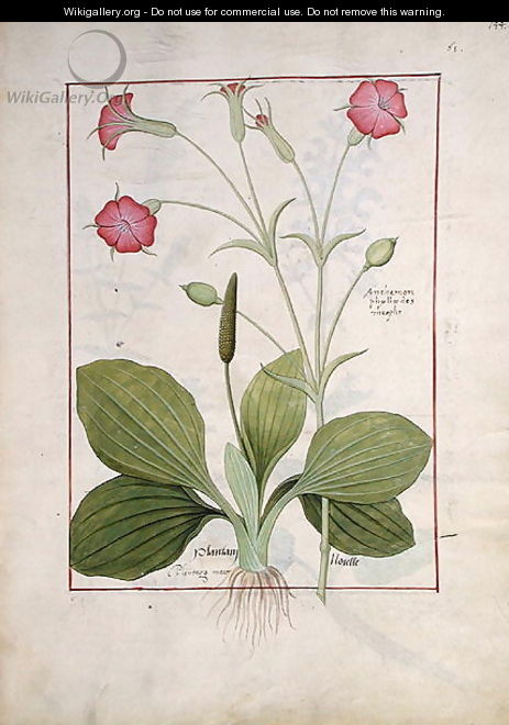 Illustration from the Book of Simple Medicines by Mattheaus Platearius d.c.1161 c.1470 46 - Robinet Testard