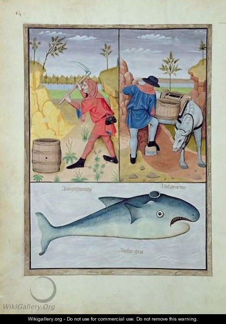Illustration from the Book of Simple Medicines by Mattheaus Platearius d.c.1161 c.1470 45 - Robinet Testard