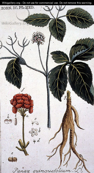 Panax quinquefolium American Ginseng engraved by T. S. Leitner, plate 155, illustration from the Plate Collection of the Botany Library - B Thanner