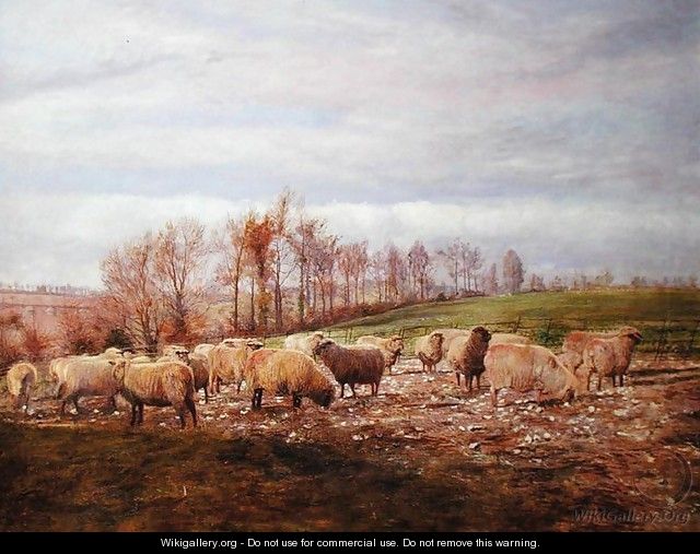 Sheep grazing on turnip tops - Walter Scott-Boyd