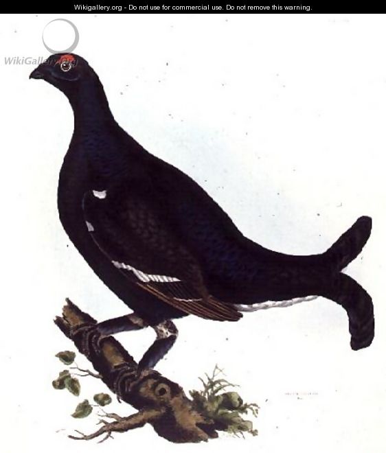 Black Grouse, from Illustrations of British Ornithology - Prideaux John Selby