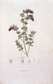 Rhexia stricta, engraved by Bouquet, plate 8 from Part VI of Voyage to Equinoctial Regions of the New Continent by Friedrich Alexander, Baron von Humboldt 1769-1859 and Aime Bonpland 1773-1858 pub. 1806 - Pierre Jean Francois Turpin