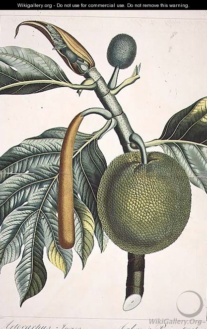 Artocarpus incisa Breadfruit tree engraved by Dien, illustration from the Plate Collection of the Botany Library - Pierre Jean Francois Turpin