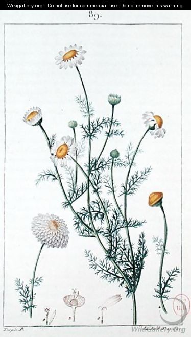 Camomile, reproduction of a plate from Flore medicale by Francois-Pierre Chaumeton 1775-1819 - Pierre Jean Francois Turpin
