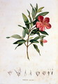 Rhexia speciosa, engraved by Bouquet, plate 4 from Part VI of Voyage to Equinoctial Regions of the New Continent by Friedrich Alexander, Baron von Humboldt 1769-1859 and Aime Bonpland 1773-1858 pub. 1806 - Pierre Jean Francois Turpin