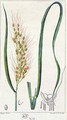 Rice, c.1820 - Pierre Jean Francois Turpin