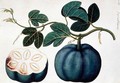 Mendickay or Water Melon, from 'Drawings of Plants from Malacca', c.1805-18 - Anonymous Artist