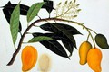Mango Bodol, from 'Drawings of Plants from Malacca', c.1805-18 - Anonymous Artist