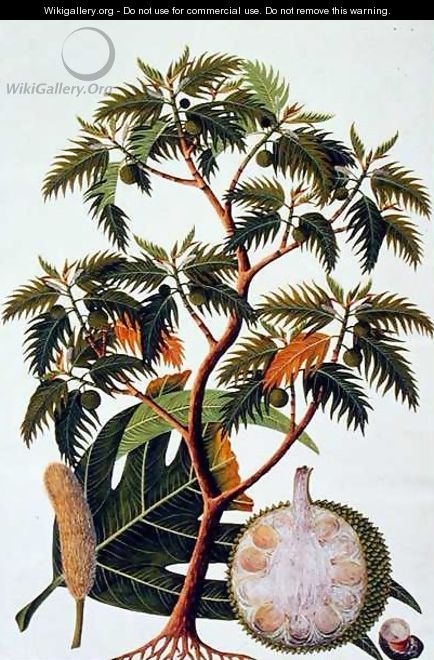 Sookong (Bread Fruit) and Artocarpus Incisa (Lin) from 