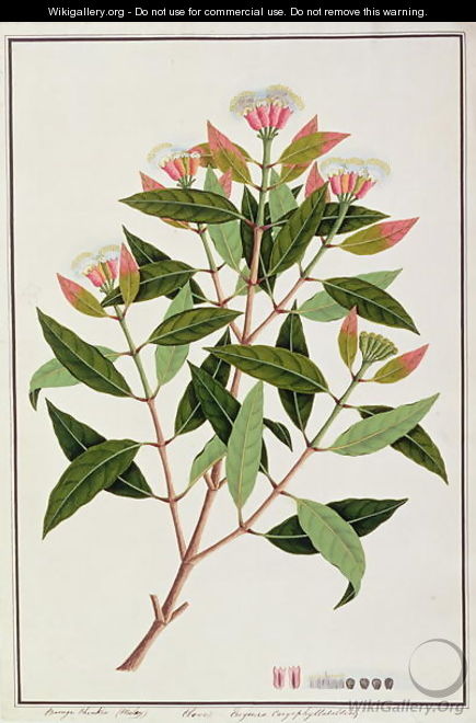 Boongo Chinkie (Malay), Eugenia Caryophyllatallen or Clove, from 