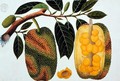 Champedak Artocarpus integrifolia or Longleaved Jack, from 'Drawings of Plants from Malacca', c.1805-18 - Anonymous Artist