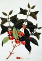 Coffee, from 'Drawings of Plants from Malacca', c.1805-18 - Anonymous Artist
