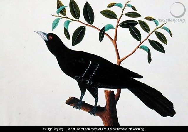 Black Bird, from 