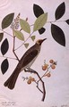 Mata Cooching, from 'Drawings of Birds from Malacca', c.1805-18 - Anonymous Artist