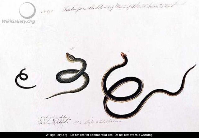 Snakes form the Island of Banca of the most venemous kind, from 