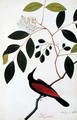 Kranjie, Boorong Seliah, from 'Drawings of Birds from Malacca', c.1805-18 - Anonymous Artist