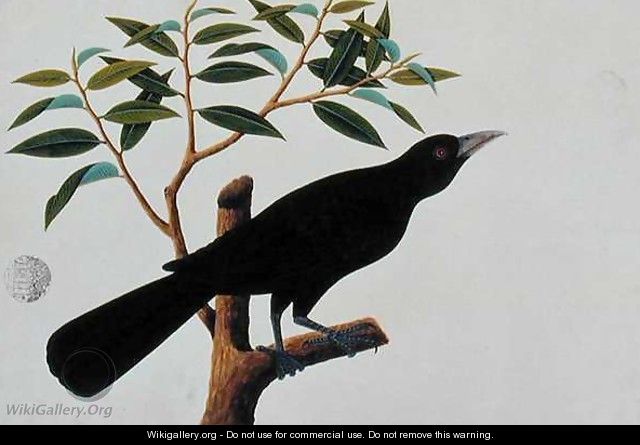 Black bird, from 