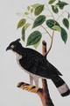 Bird of Prey, from 'Drawings of Birds from Malacca', c.1805-18 (2) - Anonymous Artist