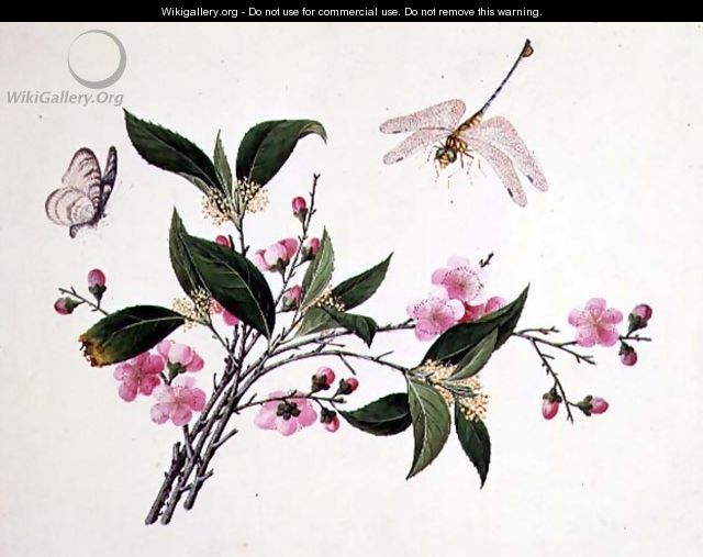 Cherry Blossom, Dragonfly and Butterfly - Anonymous Artist