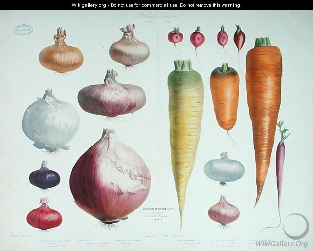 Onions, Radishes and Carrots, from the first 