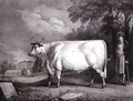 The Baron, a prize shorthorn (The Nannau White Cow), 1824 - Daniel Clowes