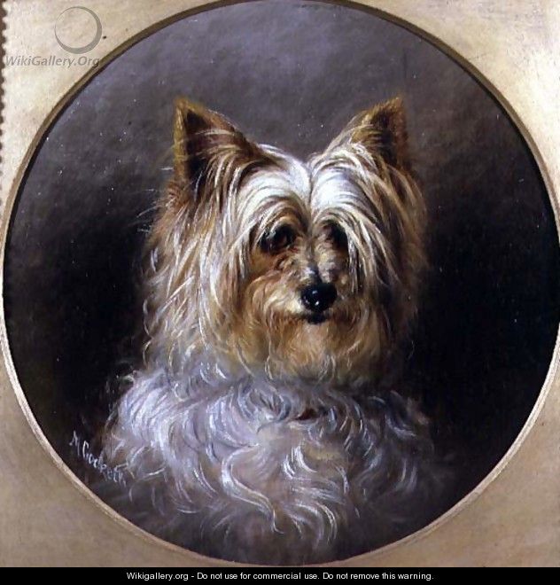 Head study of a Yorkshire terrier - M. Cocker