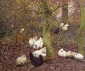 Poultry in a Wood, c.1890 - Emile Claus