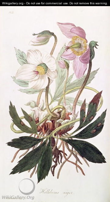 Christmas Rose: from 