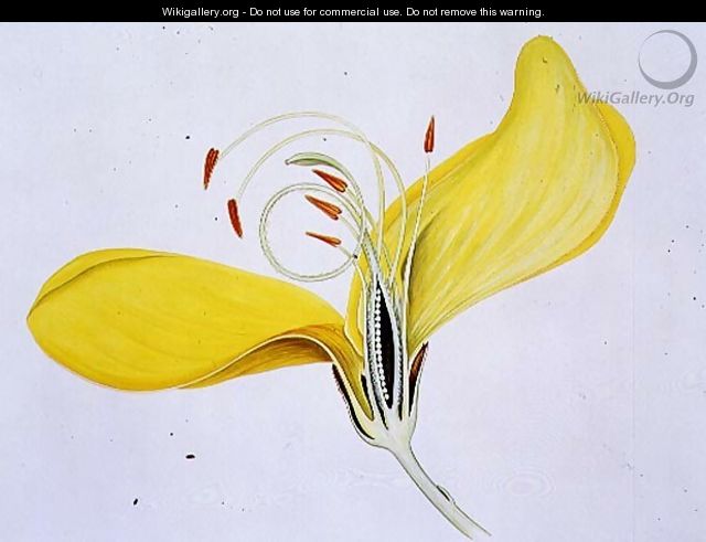 Drawing 57-7 Cytisus scoparius (Common Broom) 1903 - Arthur Henry Church
