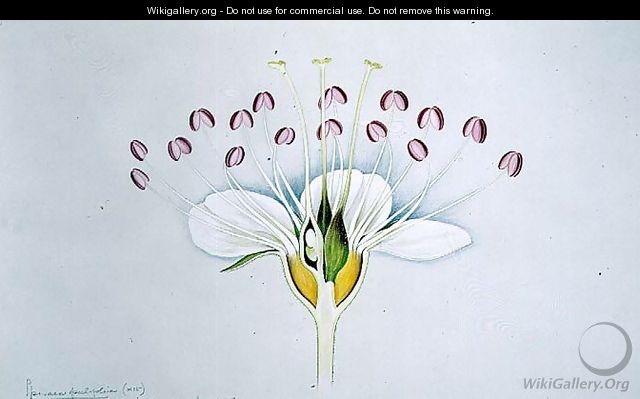 Drawing 58-12 Physocarpus opulifolius (Ninebark) 1906 - Arthur Henry Church