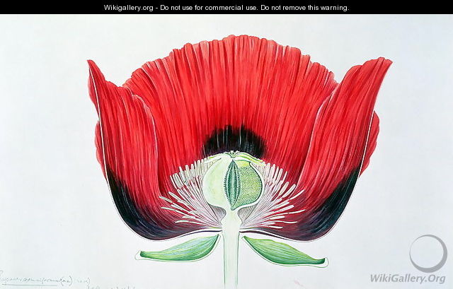 Papaver somniferum (Opium Poppy) 1905 - Arthur Henry Church