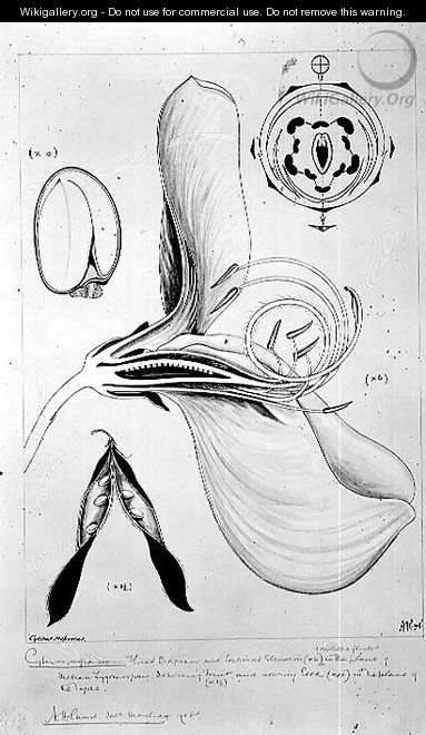 Drawing 57-7 Cytisus scoparius (Common Broom) monochrome version, 1908 - Arthur Henry Church