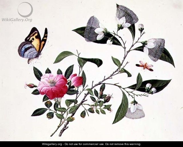 Flower Study and Insects (2) - Anonymous Artist