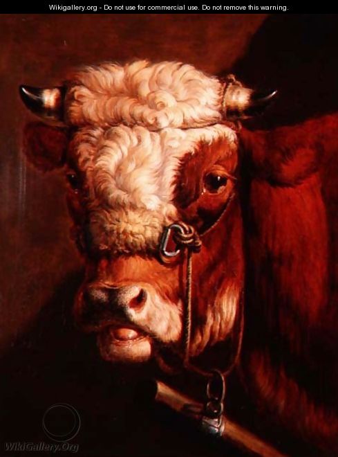 Portrait of a Bull