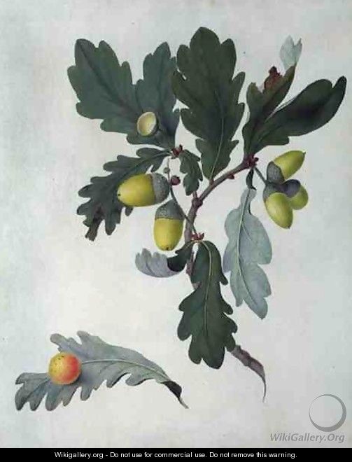 Quercus - Matilda Conyers