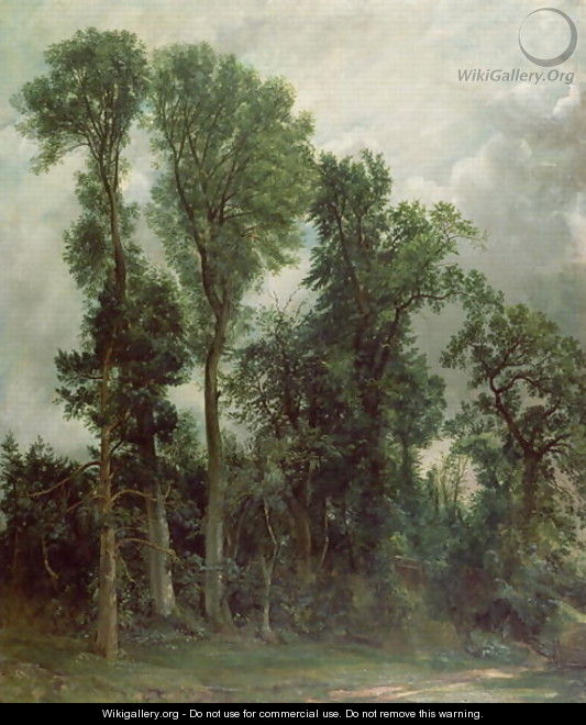 Trees at Hampstead - John Constable