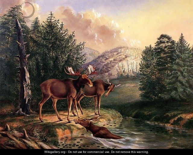 Moose in Maine - Titian Ramsay Peale