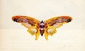 Butterfly I - Albert Bierstadt