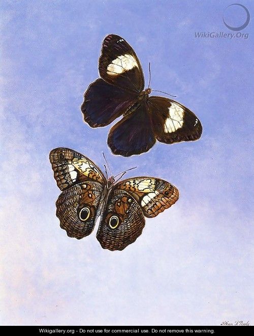 Caligo Martia (Butterflies) - Titian Ramsay Peale