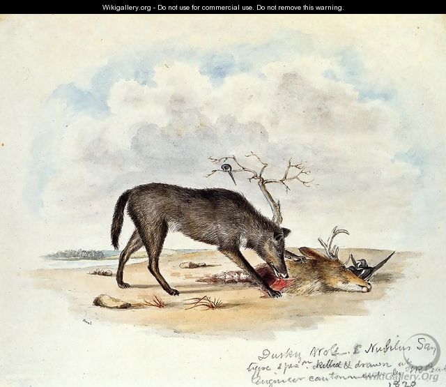 Dusky Wolf (Lupus Nubilus) - Titian Ramsay Peale
