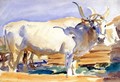 White Ox at Siena - John Singer Sargent