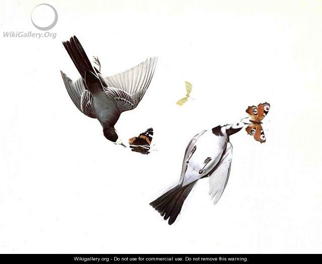 Wagtails - John James Audubon