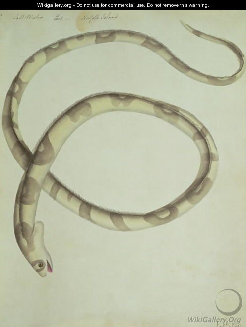 Salt water eel Norfolk Island Banded snake eel - John Hunter