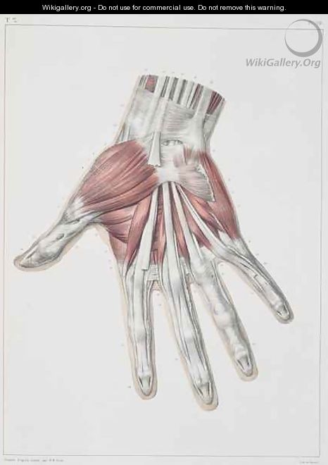 Musculature of the hand - (after) Jacob, Nicolas Henri