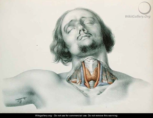 Cross section of the throat - Nicolas Henri Jacob