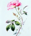 A Rose - James Holland