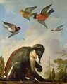Chained monkey in a landscape - Melchior de Hondecoeter