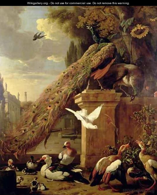 Peacocks and Ducks - Melchior de Hondecoeter